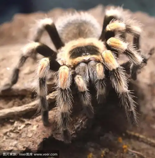 近距离拍摄的剧毒毛蜘蛛