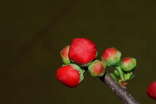 含苞待放海棠花