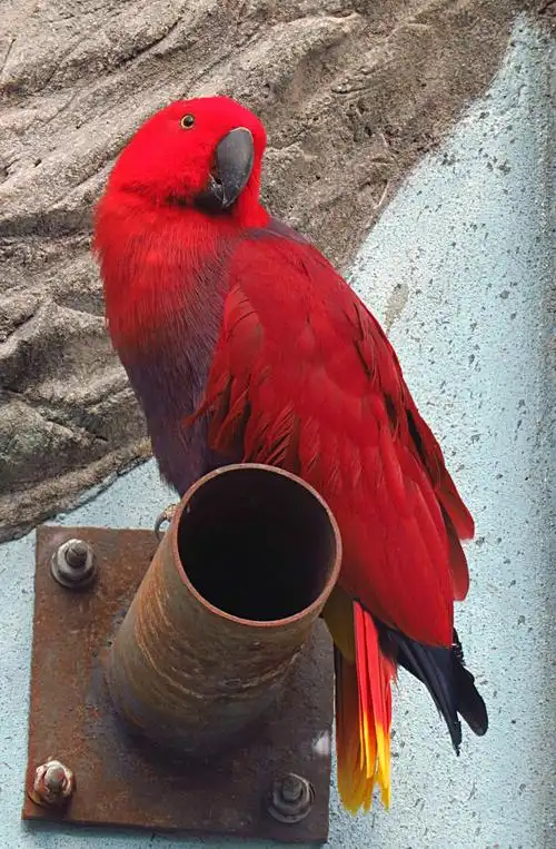 红胁折衷鹦鹉,分布于巴布亚新几内亚及南太平洋岛国.