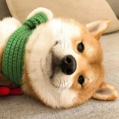 有哪些可爱有趣的表情包