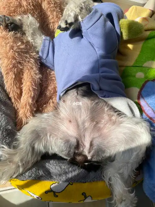 求助狗狗肚子这样是正常的吗