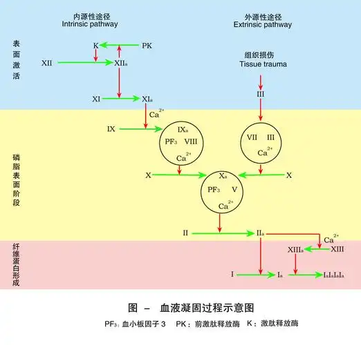 凝血的纤维蛋白的形成