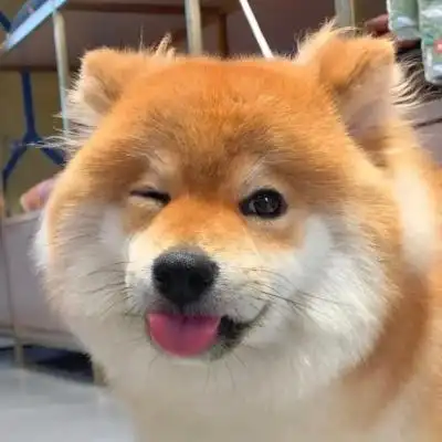 不换的超萌狗狗头像 治愈系微笑萌宠头像男女都能用_动物头像_美头网