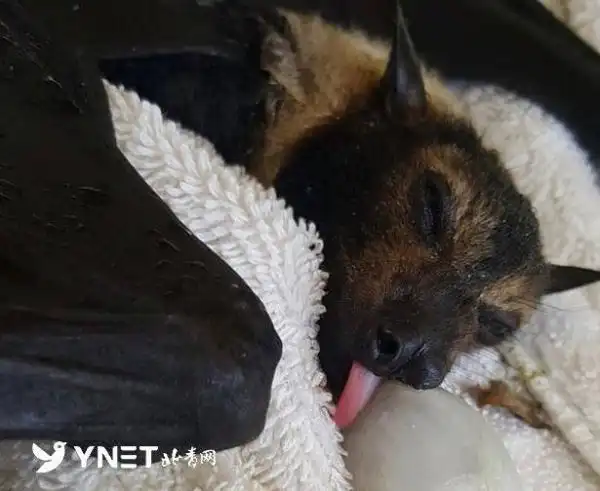 吓澳女子自家院中现5500只死蝙蝠