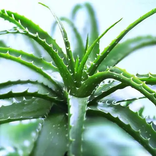 木立芦荟:又名小木芦荟,亦称日本芦荟,木剑芦荟,树芦荟,因其外形如