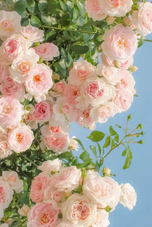 花朵壁纸##风景壁纸##锁屏壁纸##小清新