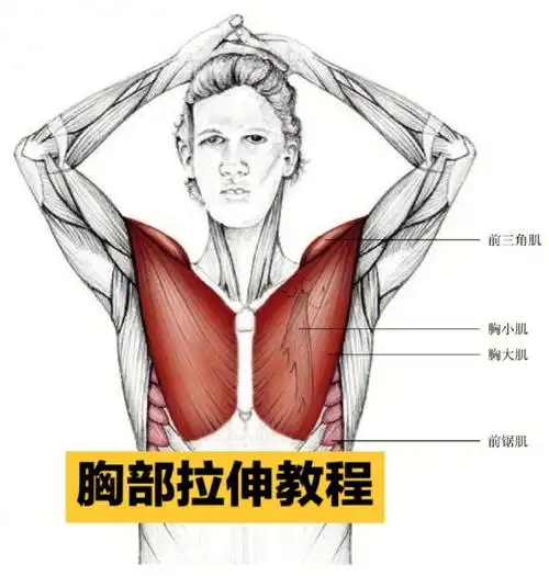 拉伸系列教你如何拉伸胸部和手臂
