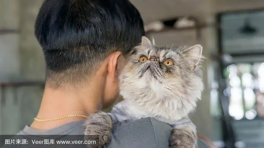 人们抱着一只灰色条纹的波斯猫.