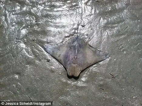 【图】复活节异闻 魔鬼鱼背上惊见耶稣的脸!