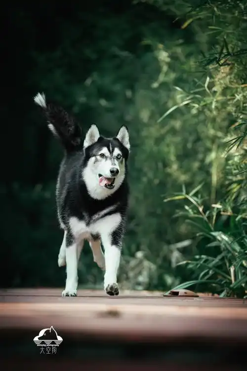 太空狗宠物摄影 你没见过的帅气哈士奇