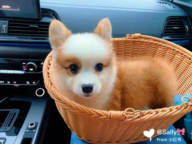 今天是毛孩子回家的第一天,不同于其他的柯基宝贝,他的头上是雪白雪白