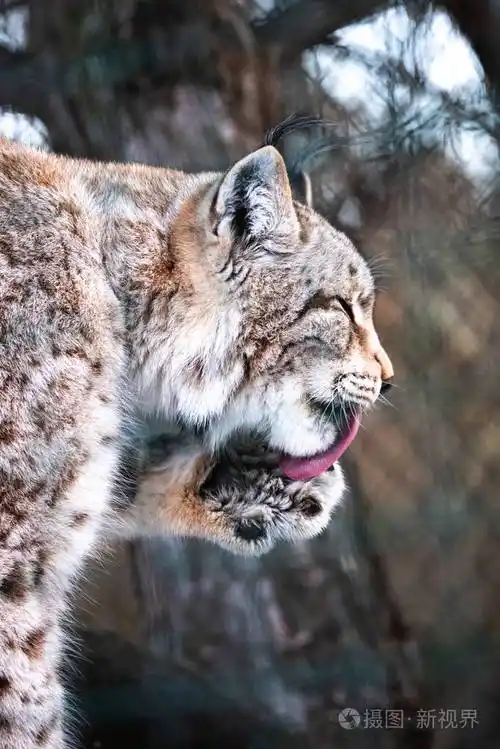 豹子大斑点猫舔爪子特写山猫