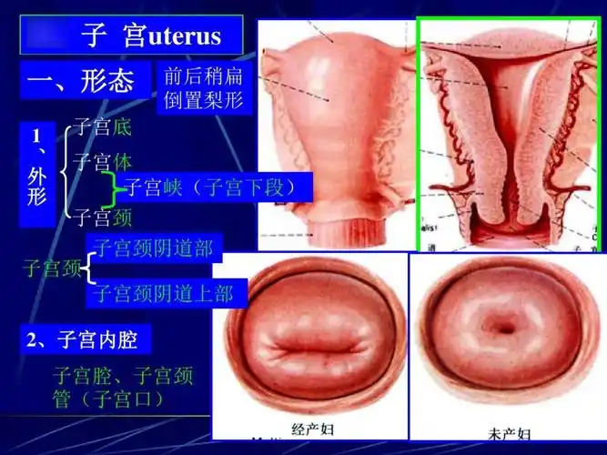 切除子宫的女性要比正常的同龄女性卵巢衰竭早4年.