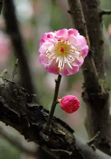 梅花品种分类及花卉图片大全4