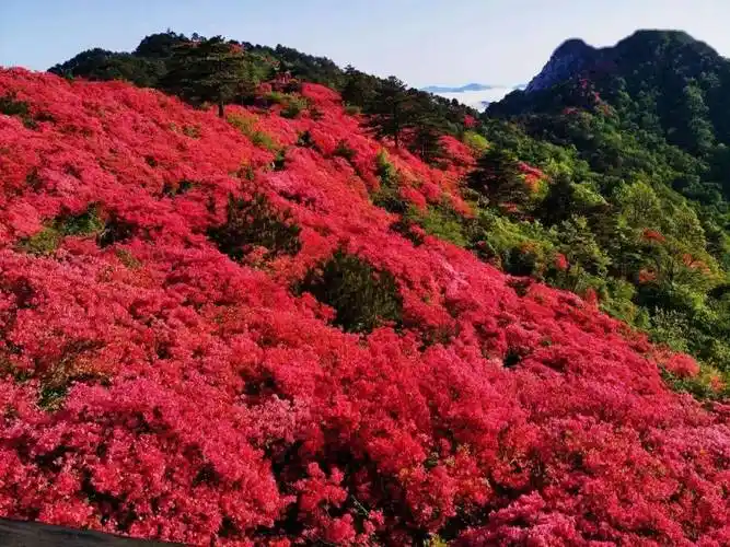 麻城红杜鹃好看更好听