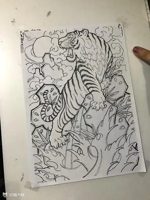 老虎线稿_纹身图案手稿图片_柒月的纹身作品集