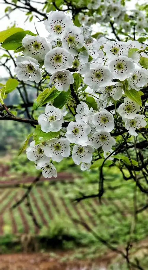 13 (周六)梨花的邀约 放牛坪-茨竹准环线徒步-在线订票-互动吧