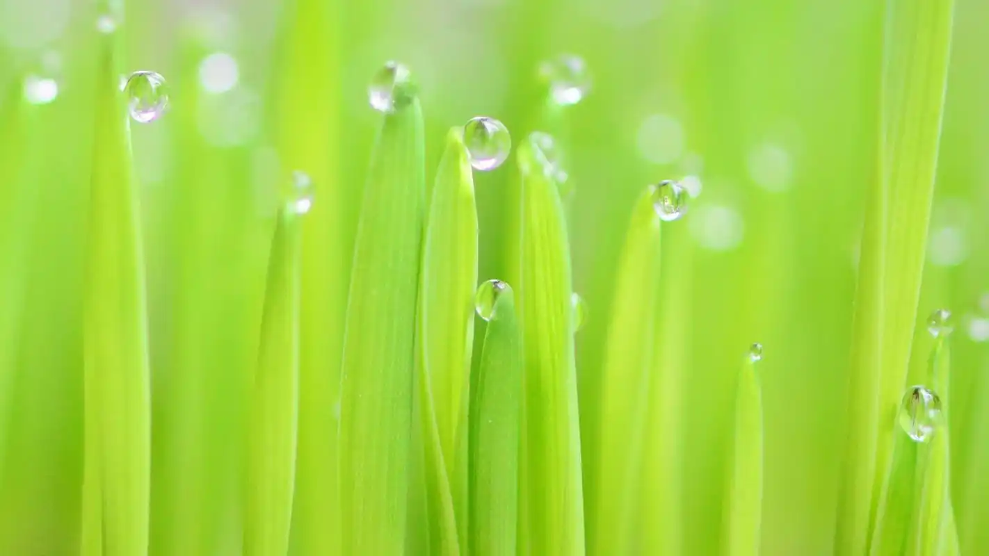 小清新绿叶植物唯美意境高清桌面壁纸