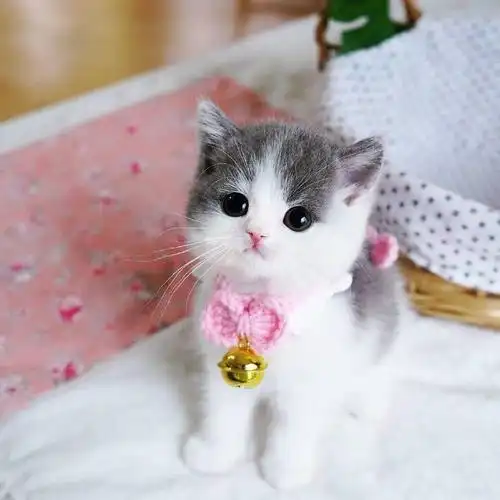 见过最可爱的猫咪幼崽