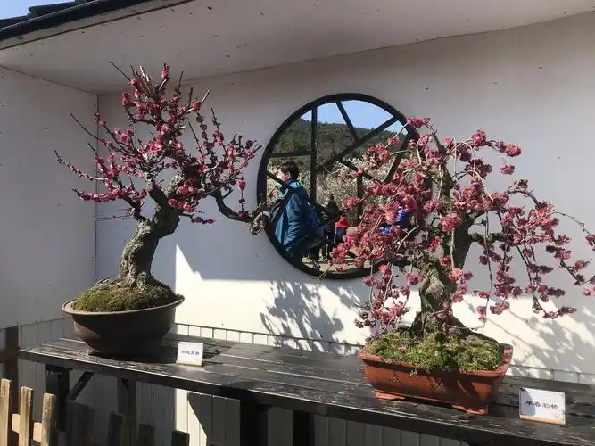 苏州香雪海梅花盆景
