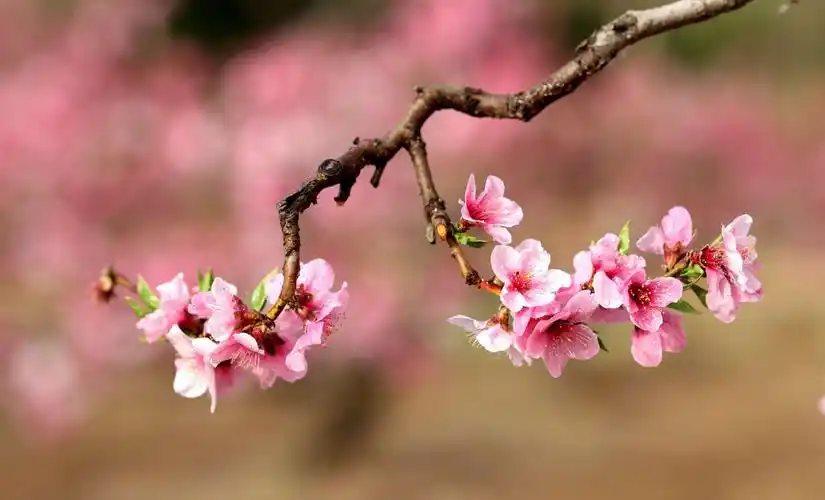 桃花源里拍桃花 摄影:于宝华 2019.4.18