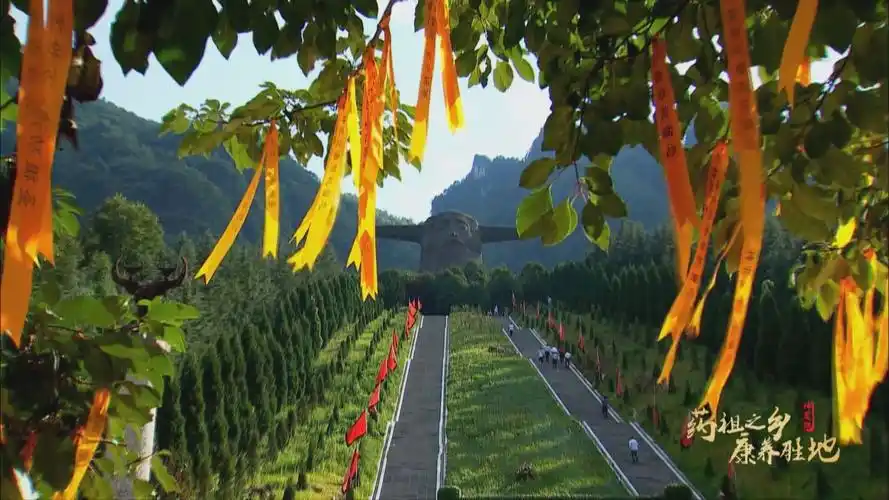 武当一剑中提到的神农架最有名的草药你知道是什么吗