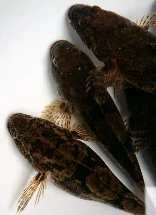 他们并不会仔细分辨松江鲈和沙塘鳢,你若在郊游时遇到放地笼的船家,在