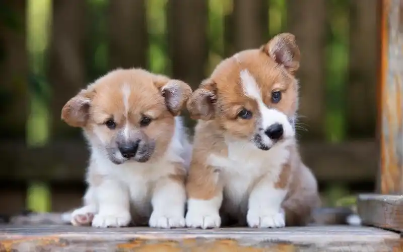 可爱的小狗,两只小狗 壁纸