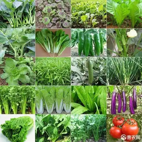 [黄胡萝卜种子批发] 蔬菜种品种齐全,黄胡萝卜种子300克装价格40元/罐