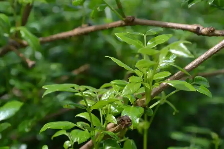 原产地滁州发货 野生毛藤石茶嫩芽 非常细嫩 年货