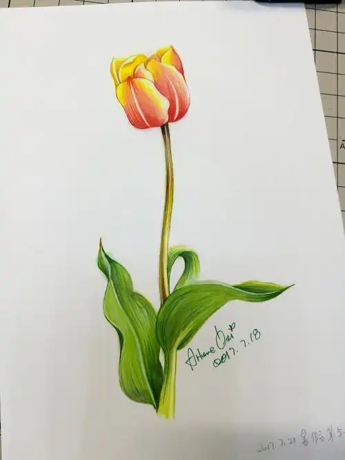 彩铅画郁金香|插画|创作习作|arlenecui - 原创作品 - 站酷 (zcool)