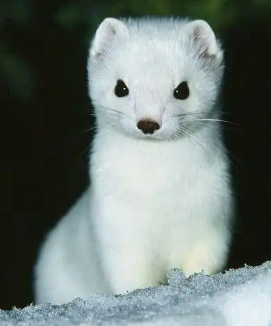 可是啊.会抓住田鼠扯下它们的毛毛当被子盖.还跟它们的尸体睡在一起.