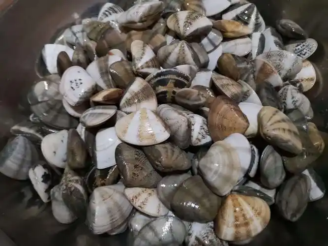 七彩贝,味道非常鲜美,口感富有弹性