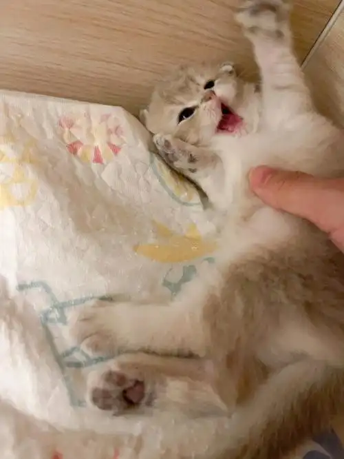 英短蓝金小奶猫我睡的有点迷迷