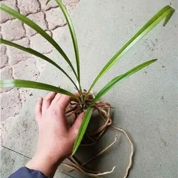 下山黄叶大龙根建兰