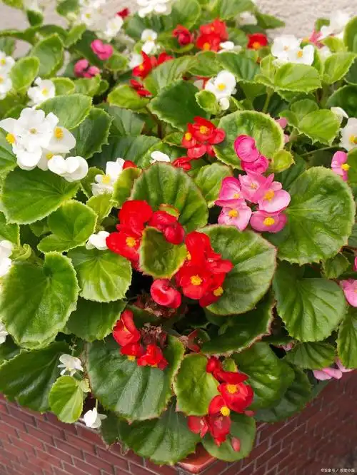 四季秋海棠怎么养?盆栽四季海棠的养殖方法和注意事项!