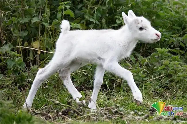 英国农场迎来两头新生白色驯鹿通体雪白颜值超高