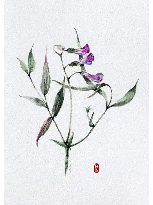 水彩百草绘野豌豆42100