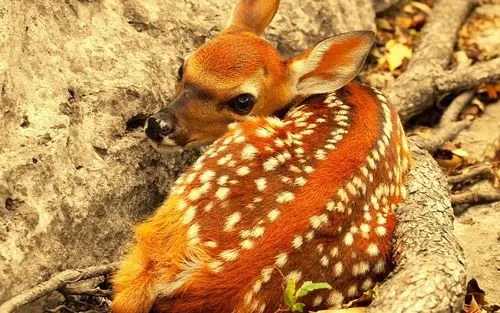 可爱的梅花鹿,高清图片,电脑桌面-壁纸族