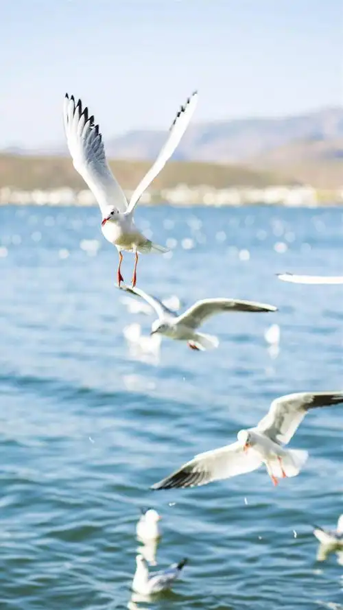 翱翔海鸥