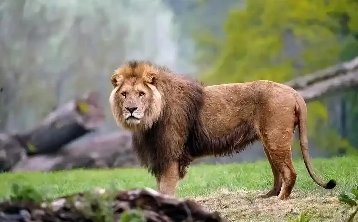 360°观看百种动物,抚州仙盖山野生动物园持"一卡通"免费玩