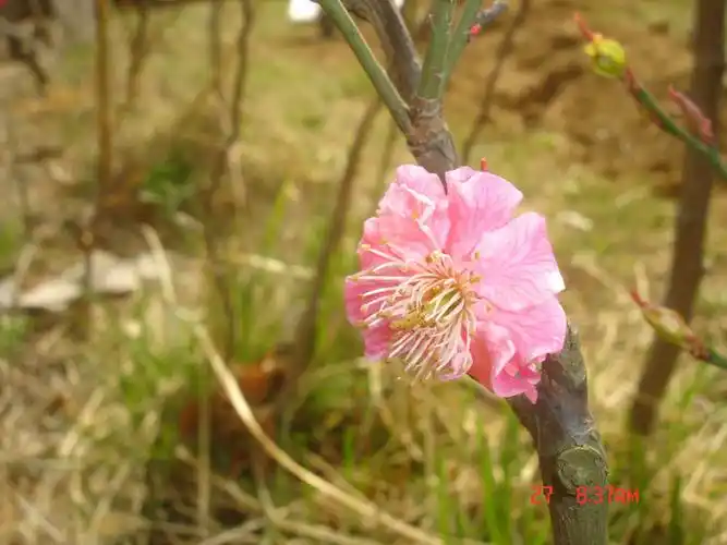 梅花品种:舞朱砂 - 一痕春色 - 一痕春色