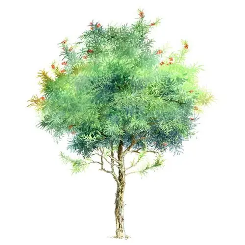 手绘园林植物