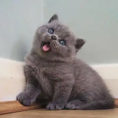 可爱蓝猫头像_微信头像_我要个性网