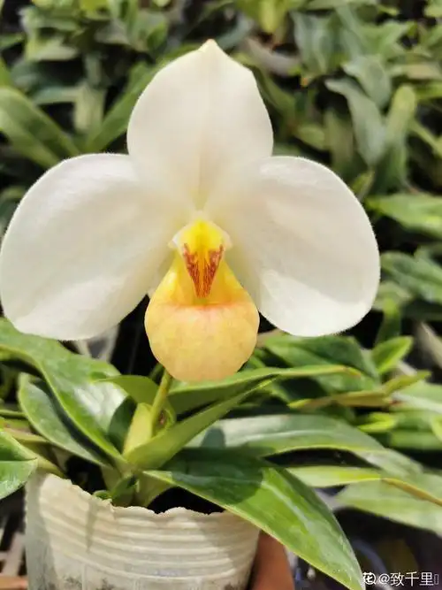 鞋拔子脸报春兜兰