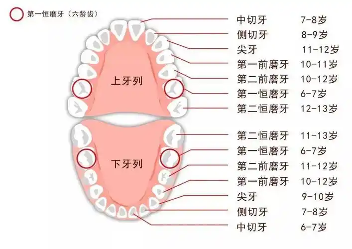 孩子长了双排牙我后悔莫及最伤孩子牙齿的不是糖竟然是