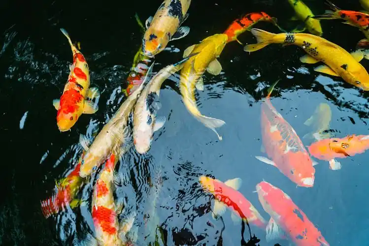 彩色,锦鲤,鱼,游动,水中_高清图片_全景视觉