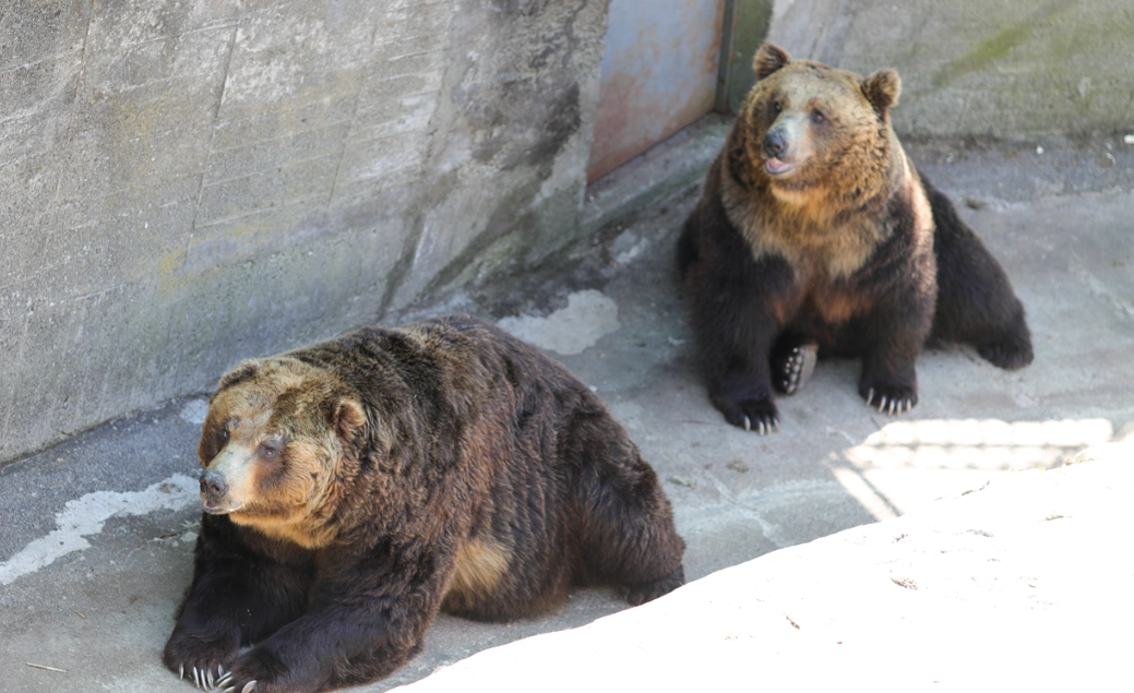 美丽的北海道,熊牧场!