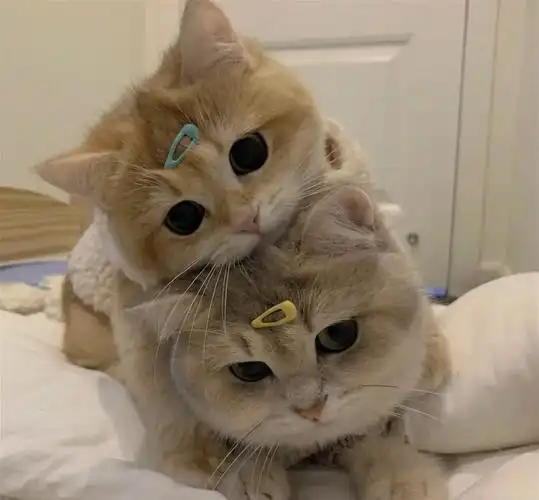 情侣头像猫咪篇