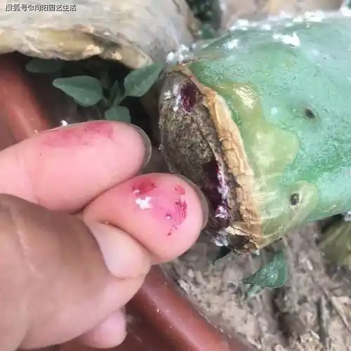 仙人掌生虫了,看看是不是这种"白虫子",1克能卖50块!_胭脂_繁殖_植物